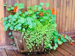 -桤木河湿地公园