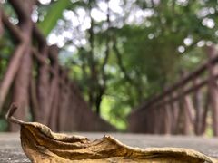 -广州市石门国家森林公园