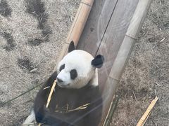 -全聚德(蓝山店)