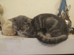 -猫色咖啡·猫咖