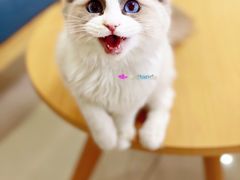 -鼓捣猫呢主题猫咖店