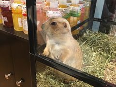 -藦茜花园宠物主题亲子互动体验馆(国顺东路店)