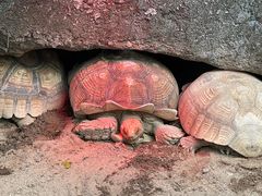 -清迈夜间动物园