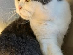 -猫儿山۰猫主题餐厅