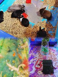 -卡通尼·Safari非洲探索乐园·生日会(金桥国际商业广场店)