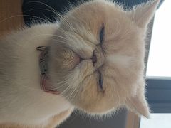 -喵园·猫主题咖啡厅·撸猫·猫咖(国贸店)