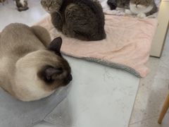 -喵园·猫主题咖啡厅·撸猫·猫咖(国贸店)