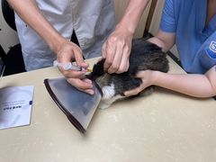 -宠颐生宠物医院外科·内科·皮肤科·影像科(石龙店)