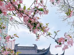 -莫愁湖公园