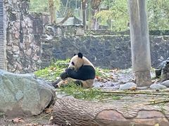 -都江堰中华大熊猫苑