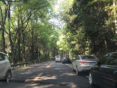 -铁山坪森林公园