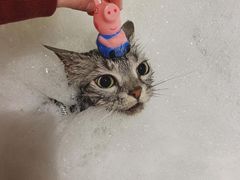 -PETKIT 小佩宠物·低压洗护·美容·寄养(安远店)