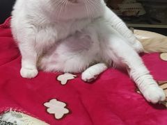 -美联众合动物医院·24h转诊中心