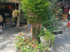 -青城甲(青城山店)