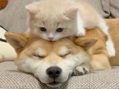 -博特宠物医院24h犬猫全科.骨科·异宠