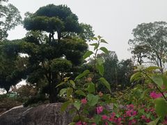-东莞植物园