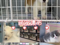 -翊宠yipet猫狗购宠庄园犬舍•猫舍