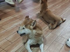 -柴犬高等学院·狗咖·柴犬售卖·宠物训练