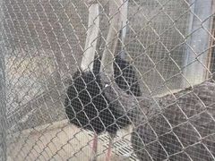 -太阳部落