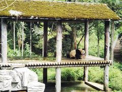 -中国大熊猫保护研究中心雅安碧峰峡基地