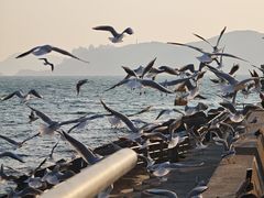 -海云台海滩