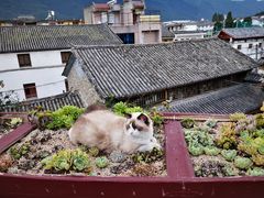 -喵屿·大理花园猫咖