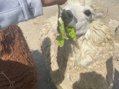 -新疆天山野生动物园