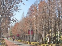 -上海长兴岛郊野公园