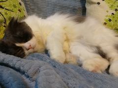 -李小姐の猫咖啡馆(五角场店)
