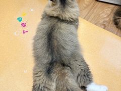 -COLOR PETS 撸猫馆·购猫·猫咖(长风大悦城店)