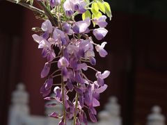 -北京国子监胡同