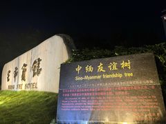 -中缅友谊树