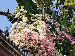 -深圳国际园林花卉博览园