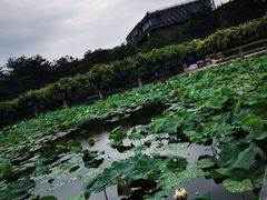 -嘉定紫藤园