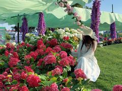 -荷兰花海