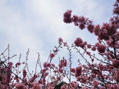 -南山植物园