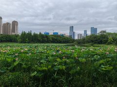 -艾溪湖湿地公园