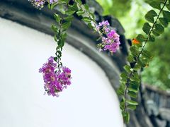 -上海醉白池公园