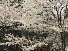 -武汉大学-樱园