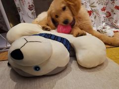 -翊宠yipet猫狗购宠庄园犬舍•猫舍