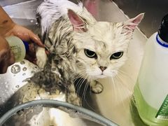 -Pets First伊珊娜洗护·精致美容·家庭式寄养(新会路店)