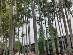 -桉树林A coffee 森林餐厅(三圣乡店)