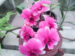 -广州兰圃