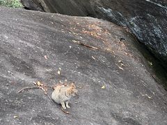 -火炉山森林公园