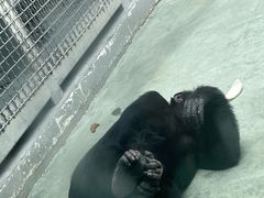-合肥野生动物园
