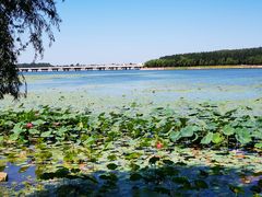 -丁香湖公园