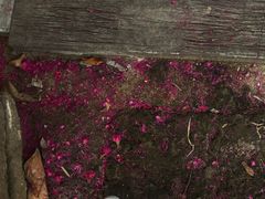 -四季酒店下午茶