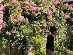 -三圣花乡旅游区