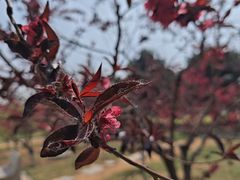 -石家庄市植物园
