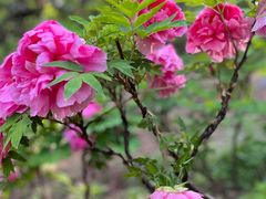 -北京西山国家森林公园